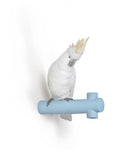 Parrot Hang I